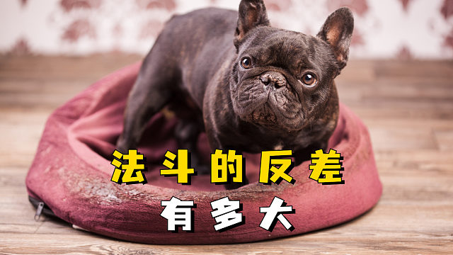 曝光法斗的真面目，别给它骗了！