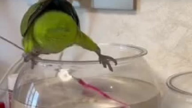 小臭狗，你还不会是想偷吃我的鱼吧？