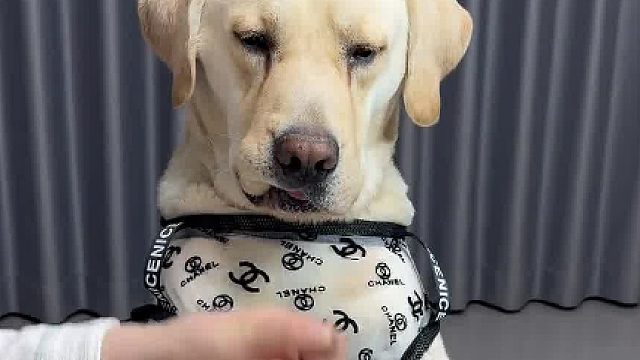 这玩意是这么训的吗？怎么感觉训反了