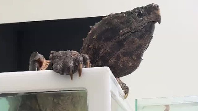 越狱哥被我吓一跳