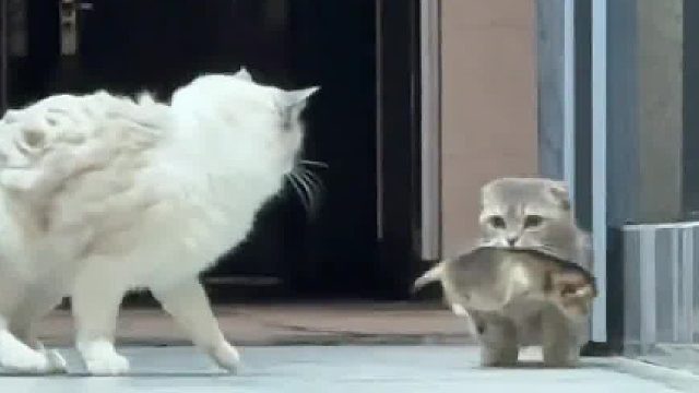 阔腿裤小猫 成公逃过一劫