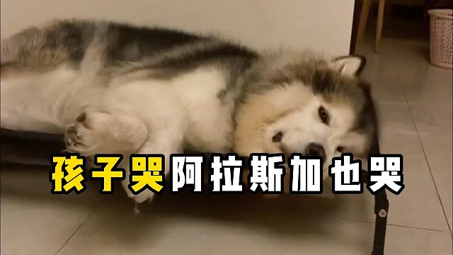 孩子哭阿拉斯加也哭，这是什么情况？