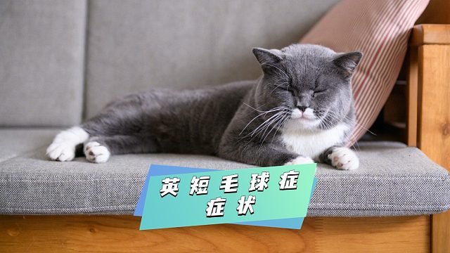 英短毛球症：这些症状你注意到了吗