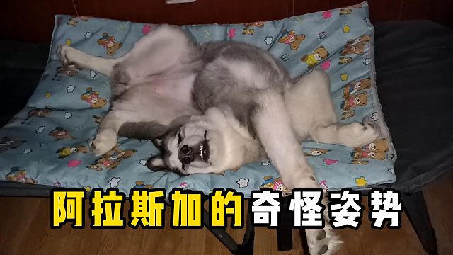 阿拉斯加的奇怪姿势，你都见过吗？