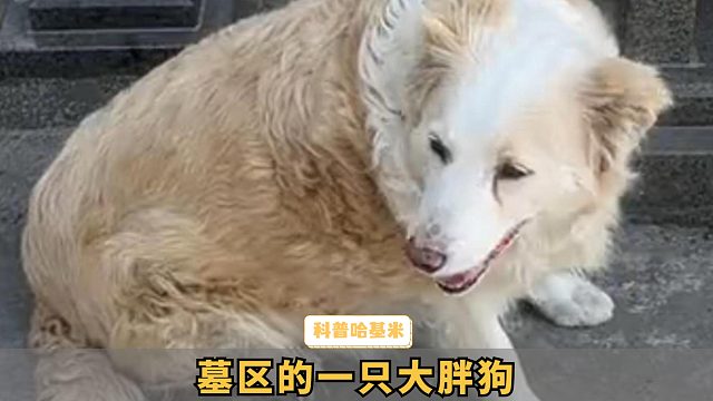 人类有疯狂星期四，小狗有疯狂四月四