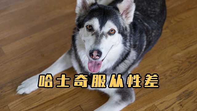 哈士奇为什么服从性那么差？是因为笨吗？