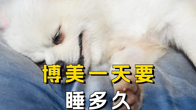 博美一天睡几个小时，才算正常呢？