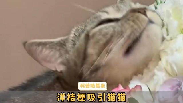 第一个发现小猫喜欢洋桔梗的人，简直是天才