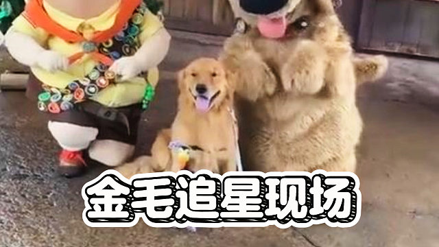 金毛追星成功，叼着布鲁托玩偶见本尊