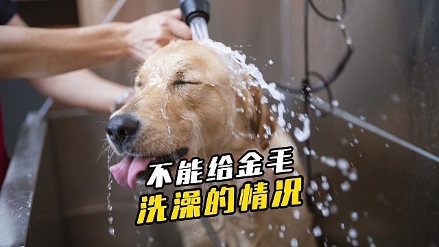 血泪教训！这4种情况给金毛洗澡等于要它命