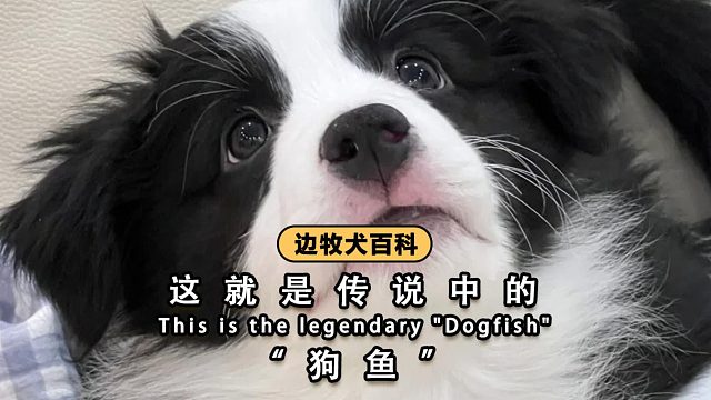 连边牧也那么犟了吗？简直让人无语！