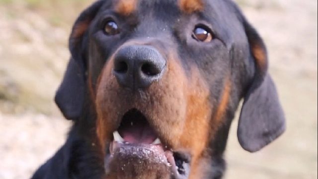 会说话的狗在废柴眼里并不算什么。