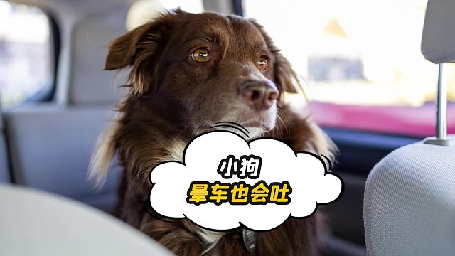 小狗也会晕车呕吐，晕车人狠狠共情了