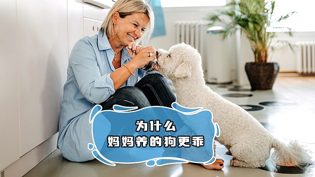 同样是养狗，妈妈养的比你的听话 100 倍
