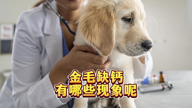 金毛缺钙的这些表现，看完不敢再忽视
