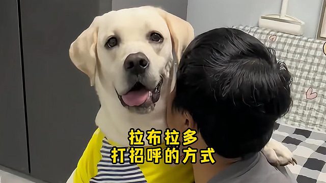 拉布拉多打招呼的方式，有多暖心？