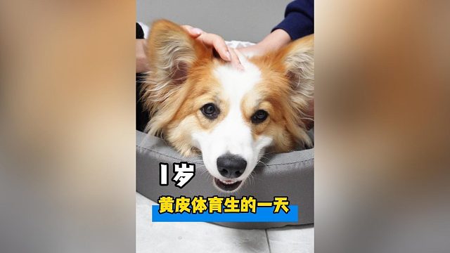 1岁黄皮体育生，自律的一天