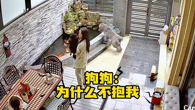 狗狗：不抱我是吧，我嘎巴一下就跳！