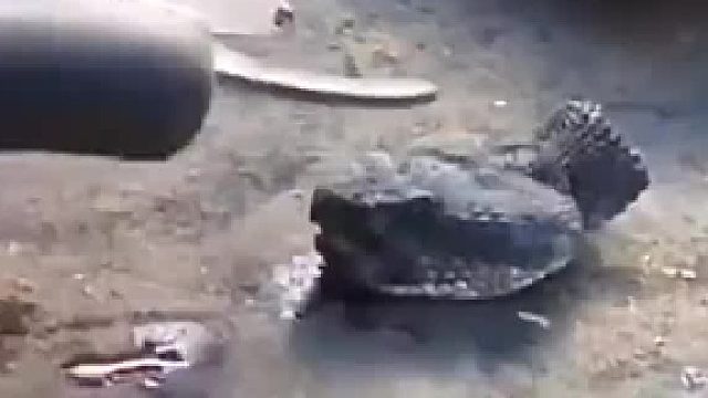 毒蛇被斩首后一个小时 头部竟然还活着 网友：看得令人心惊胆颤