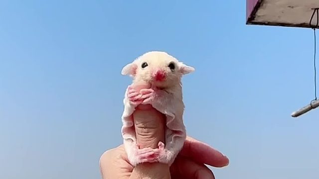 又是一个憨了吧唧的小朋友