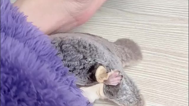 它好像对自己的胖一无所知