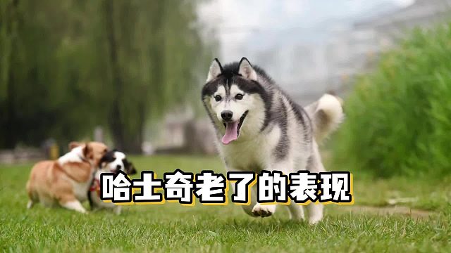 曾经风一样的哈士奇，老了之后让人心疼