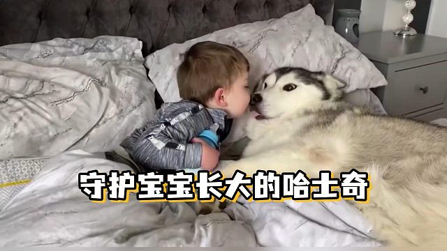 一只哈士奇的一生：最暖的守护，最长的告白