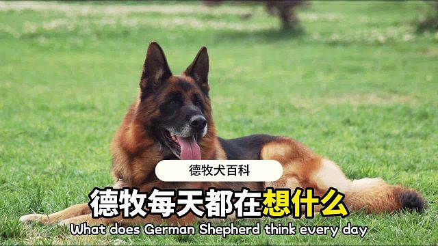 德牧的小脑瓜里，每天都在想什么？