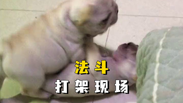 法斗打架，最终以对手翻身失败而告终！