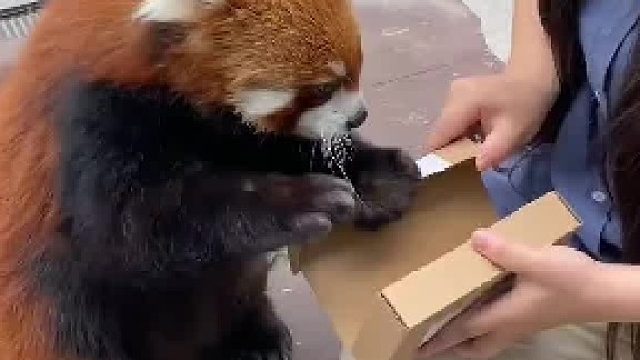 小熊猫：就是这么不讲武德