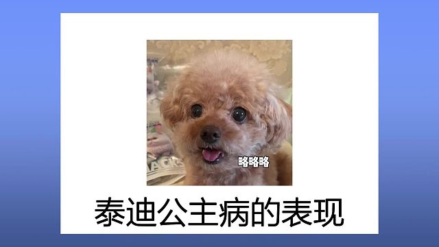 原来泰迪这些表现，说明它有“公主病”