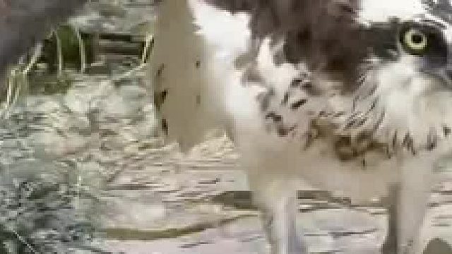 要不要叫帽子叔叔，大白天的抢我的鱼