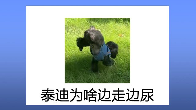 泰迪为啥喜欢边走边尿呢？这是什么奇葩行为