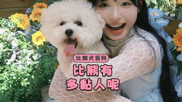 比熊有多黏人呢？就像块狗皮膏药一样