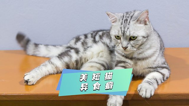 美短有异食癖，是身体出现问题了吗？