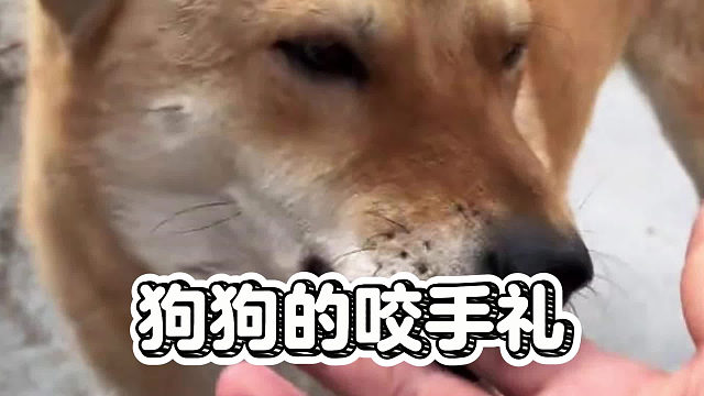 原来小狗轻轻咬你的手，是超级喜欢你啊