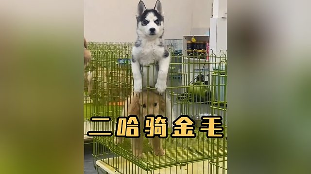 人善被人欺，狗善被狗骑！