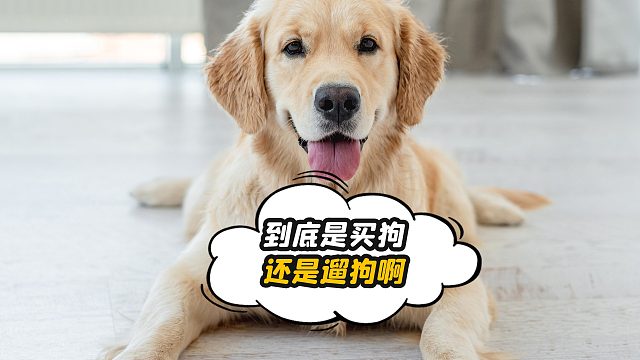 好家伙，这年头卖个小狗，都这么卷了？