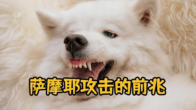 萨摩耶咬人的前兆，你能看出来吗 ?