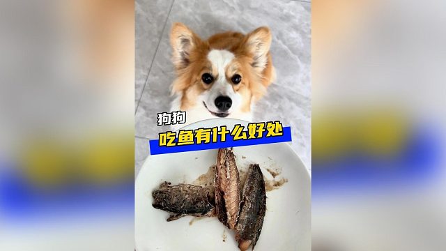 狗狗吃鱼有什么好处呢？赶紧给它安排上！