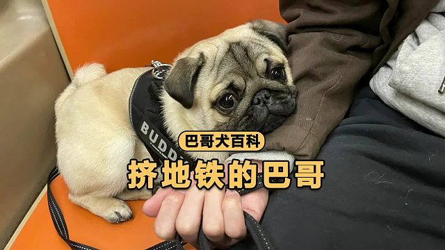 挤地铁的巴哥，一脸的生无可恋！