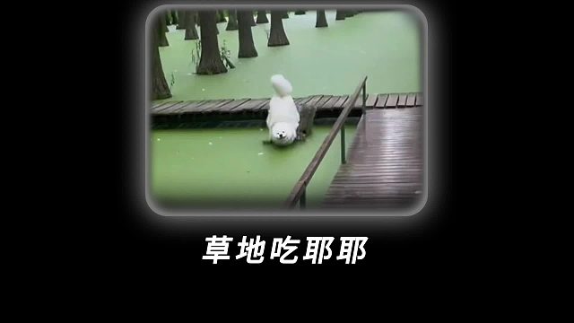 起猛了，看到草地吃狗了！