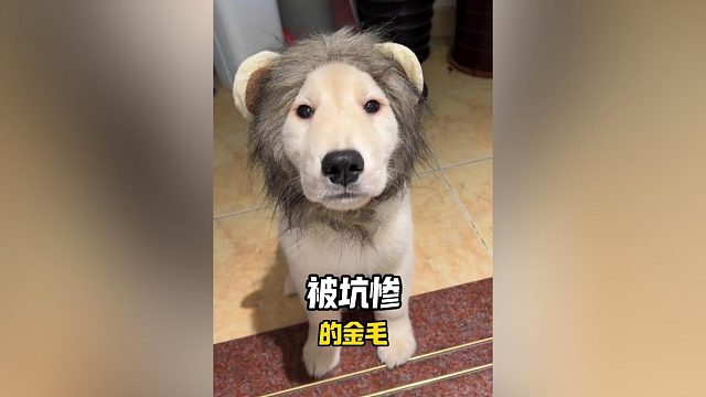 被坑惨的金毛，真的是可怜又好笑！