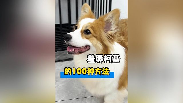 论羞辱柯基的100种方法，狗：这下真被伤到了