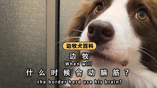 边牧什么时候会“动脑筋”？无时无刻！