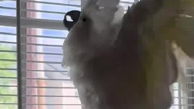 这不疯了么！笑的也太癫狂了！