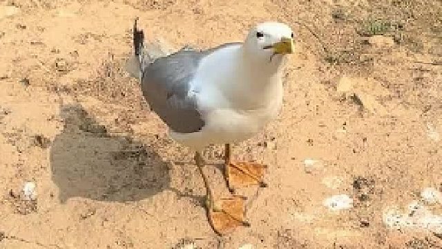动物园的西伯利亚银鸥会笑哎！