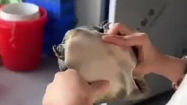 女生被甲鱼咬到手，一声不吭把甲鱼放进水里，网友：教科书式自救