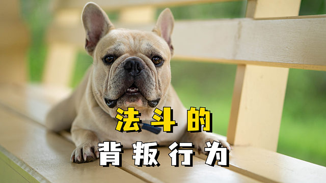 法斗出现这些表现，说明要背叛你了！