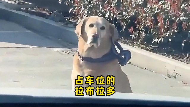 喇叭按得再大声，拉布拉多也视而不见